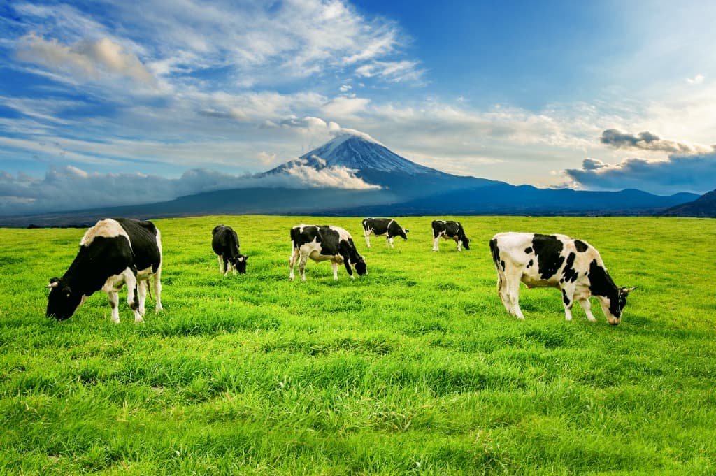 Healthier Herd background with mountains